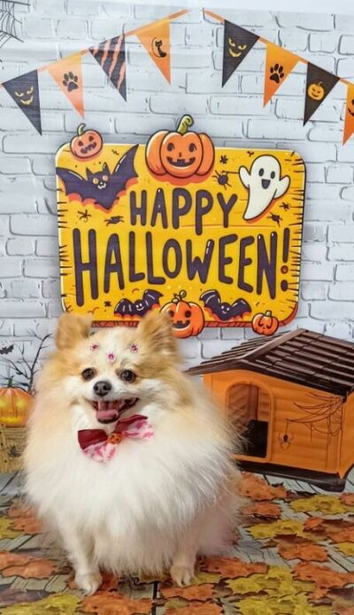 Imagem da notícia Chiktosa lança promoção especial de Halloween com 10% de desconto em todos os procedimentos para seu pet em Costa Rica